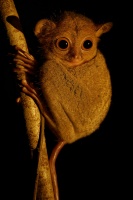 Nartoun zapadosundsky - Tarsius bancanus - Western Horsfields Tarsier o6620-1